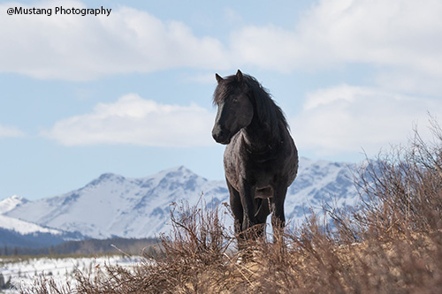 Mustang Horse