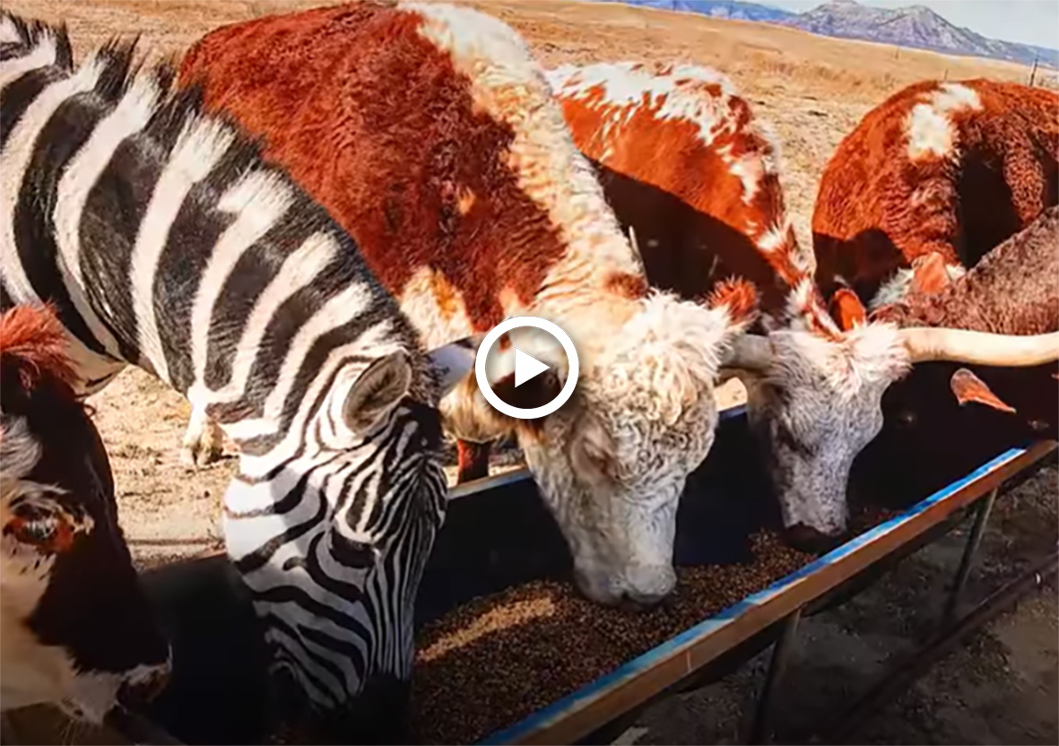 Mystery the Rescue Zebra is the Best Babysitter