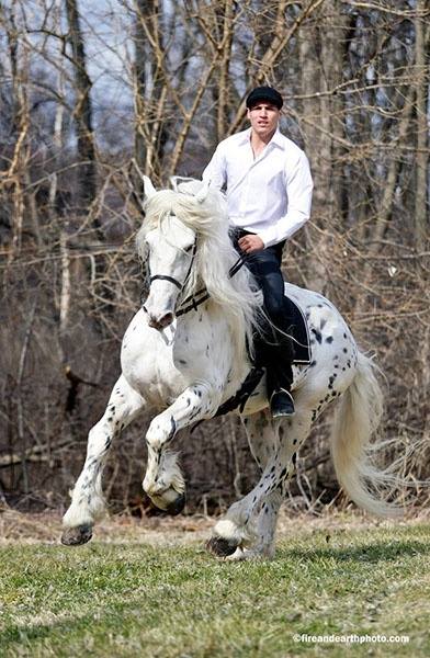 Mystic Warrior - Appaloosa x Friesian cross