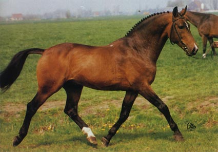 NIMMERDOR - Warmblood Stallion