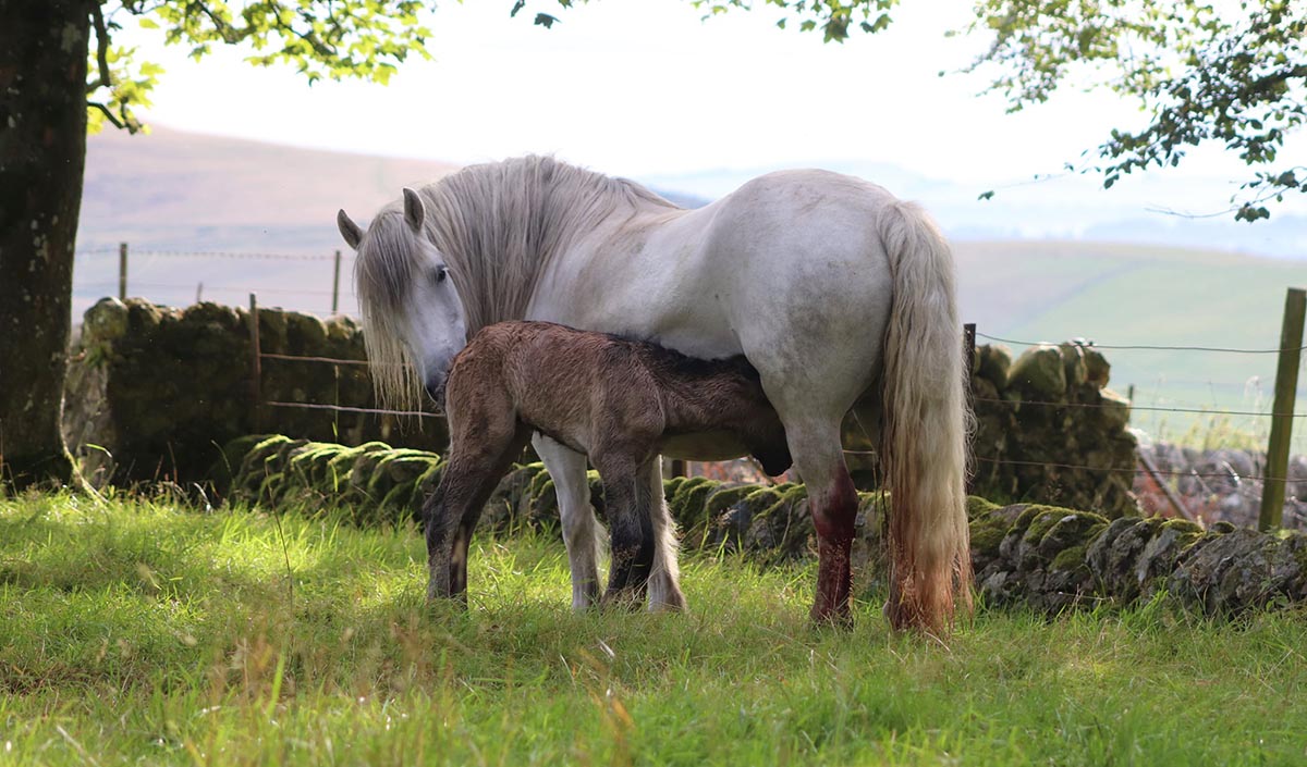 Na Dailach Highland Pony Stud - Highland Ponies For Sale