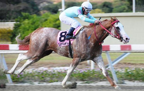 Nada Igual - White Spotted Thoroughbred Race Horse