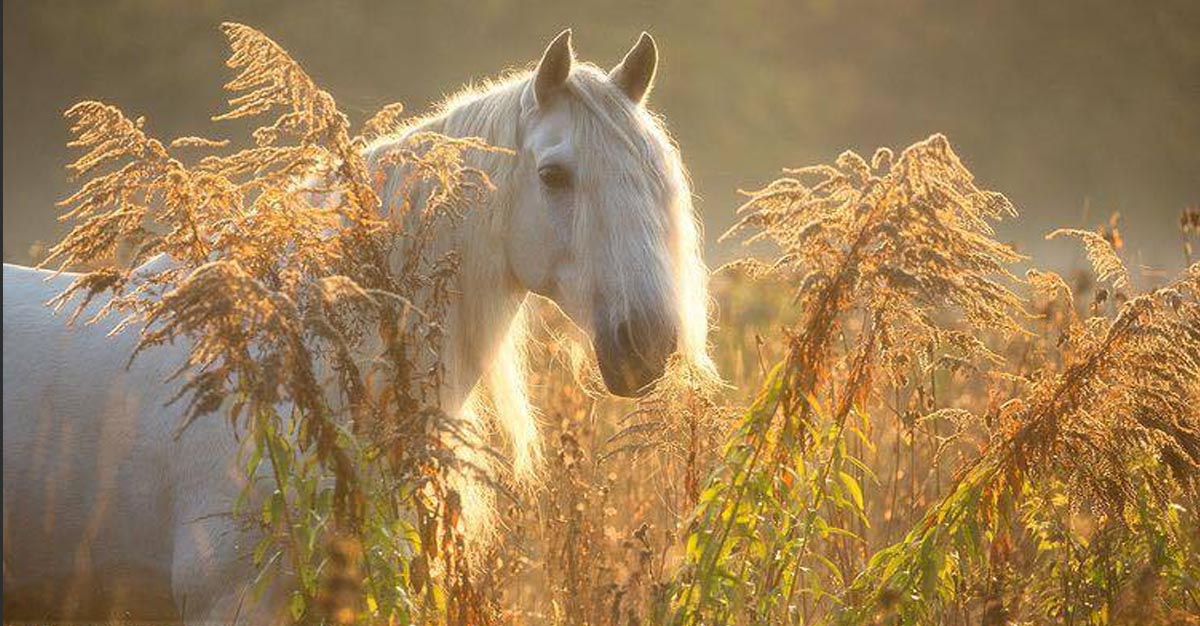 Andalusian Stallion, Naranjito