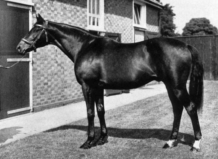 Nearco Race Horse