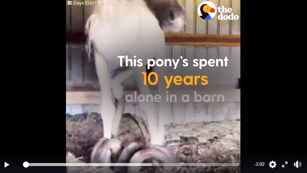 Neglected Pony With Overgrown Hooves Finally Gets a Happy Ending