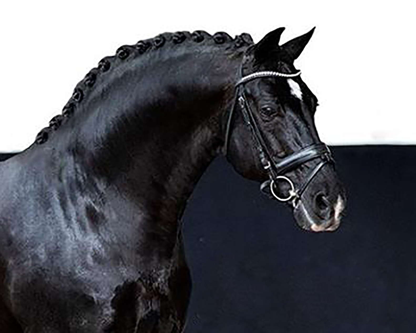 Negro - Dressage Stallion