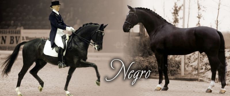 Negro - Dressage Stallion