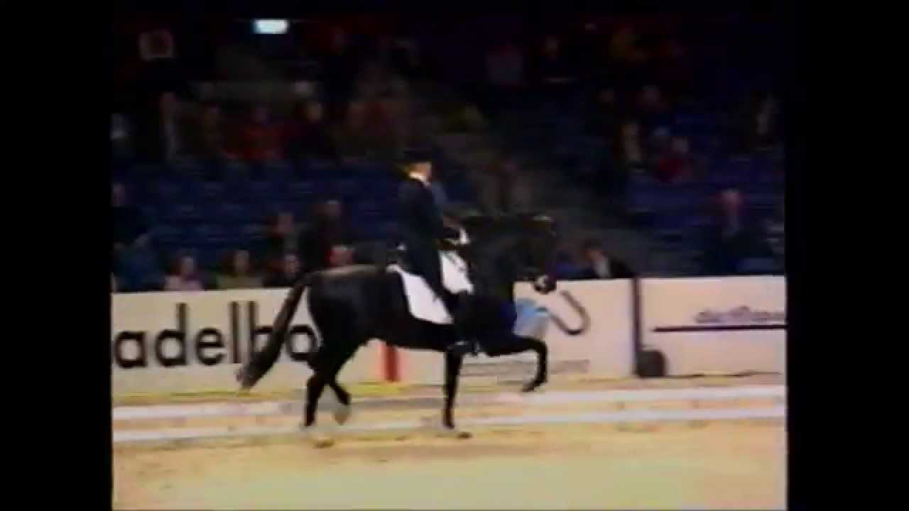 Negro - Dutch Dressage Stallion