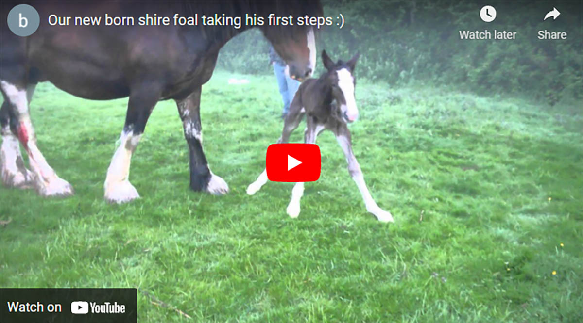New Born Shire Foal Takes First Steps