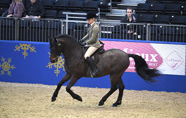 New Forest Ponies For Sale