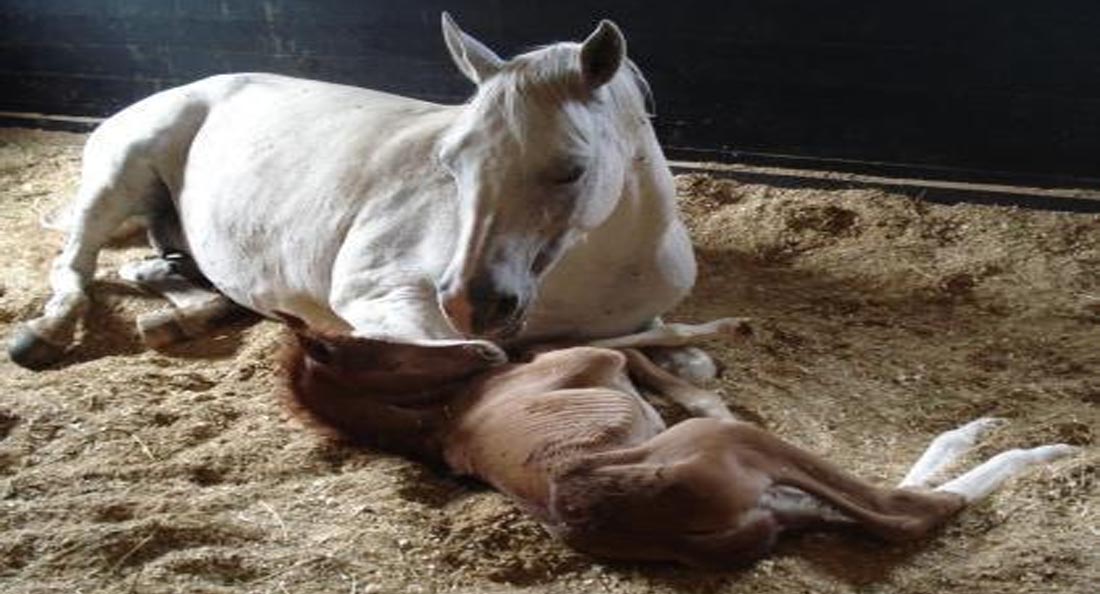 New Born Foals - New Life - A Mothers Love