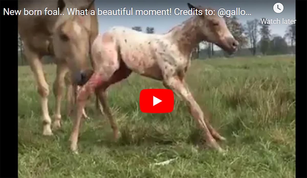 New born foal.. What a beautiful moment