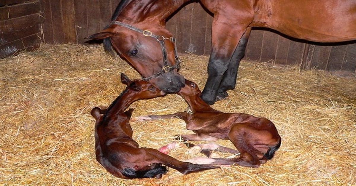 Newborn Twin Foals Only Hours Old