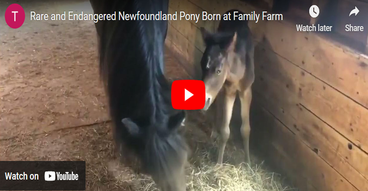 Breeding Success - Rare Newfoundland Pony Foal Marks Conservation Milestone