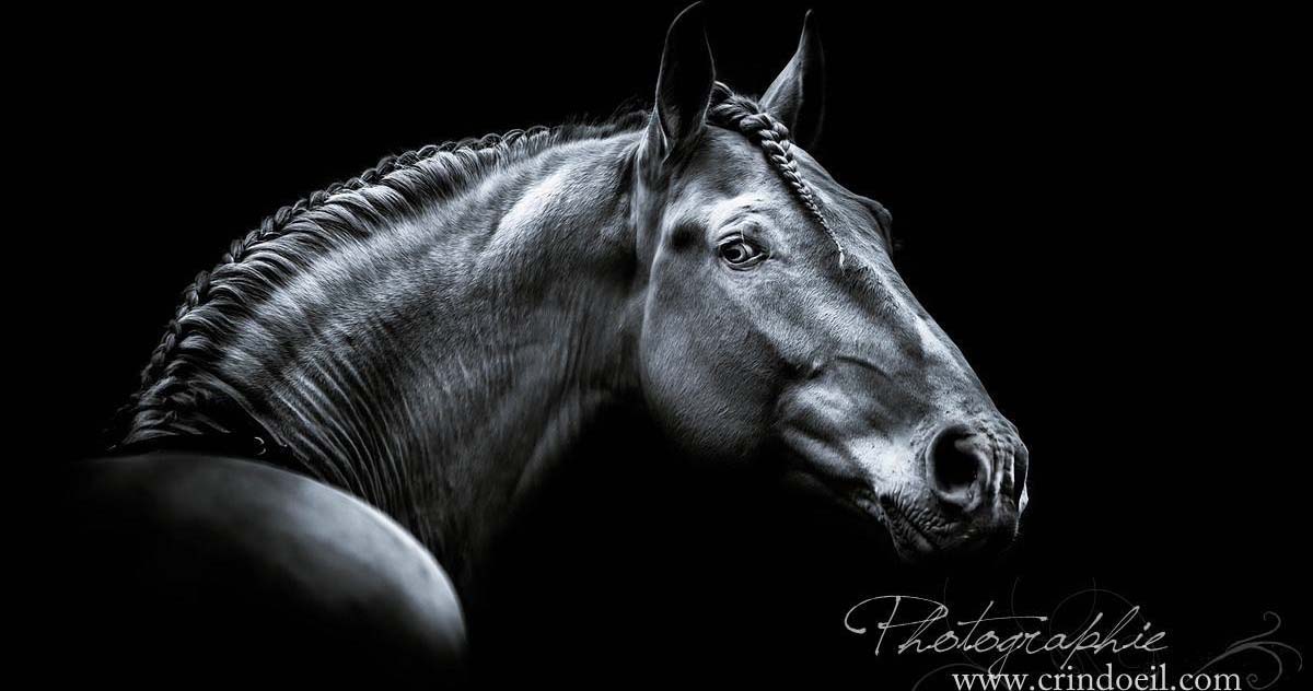 Night Horse @Crindoeil.com