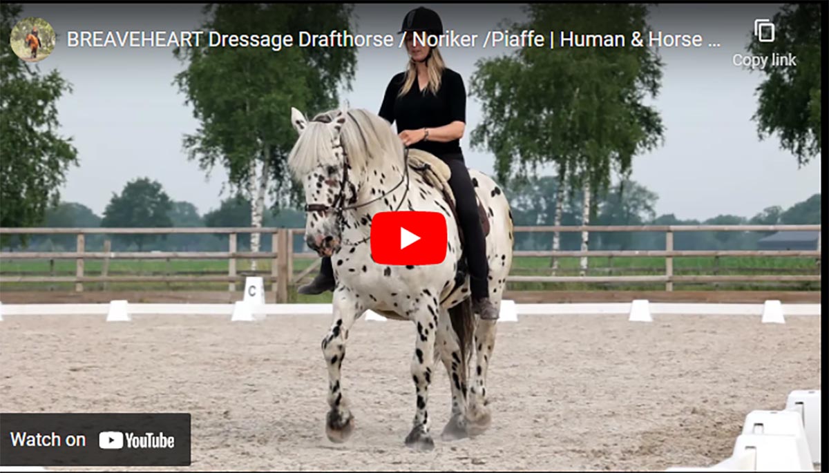 Braveheart - Noriker Dressage Draft Horse