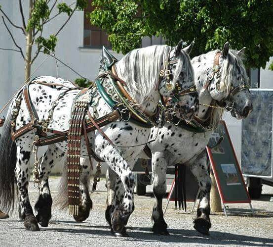 Noriker Horses / Norico-Pinzgauer Horses