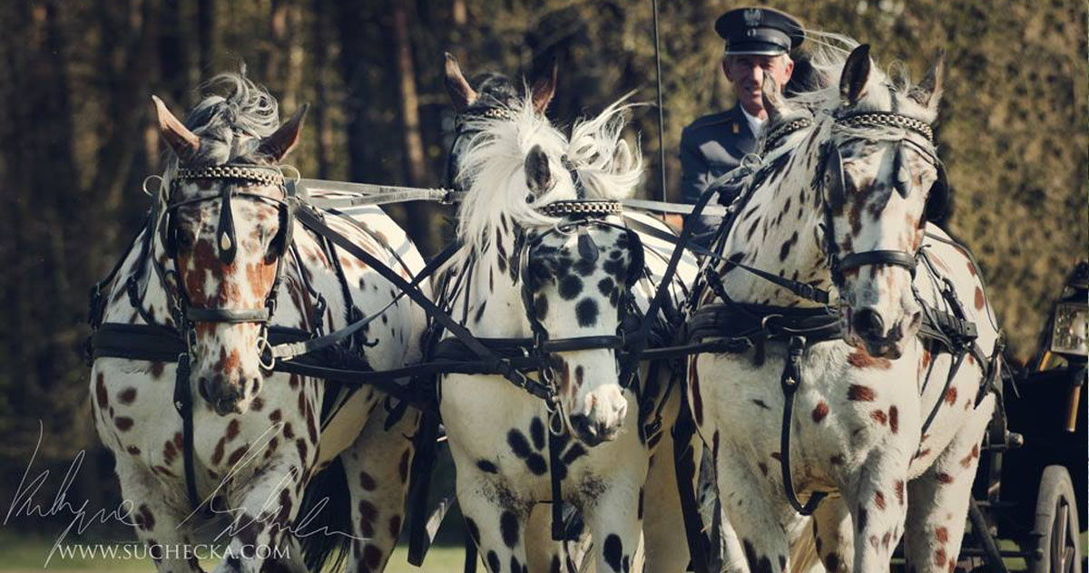 Noriker Horses - Traditional Russian Troika