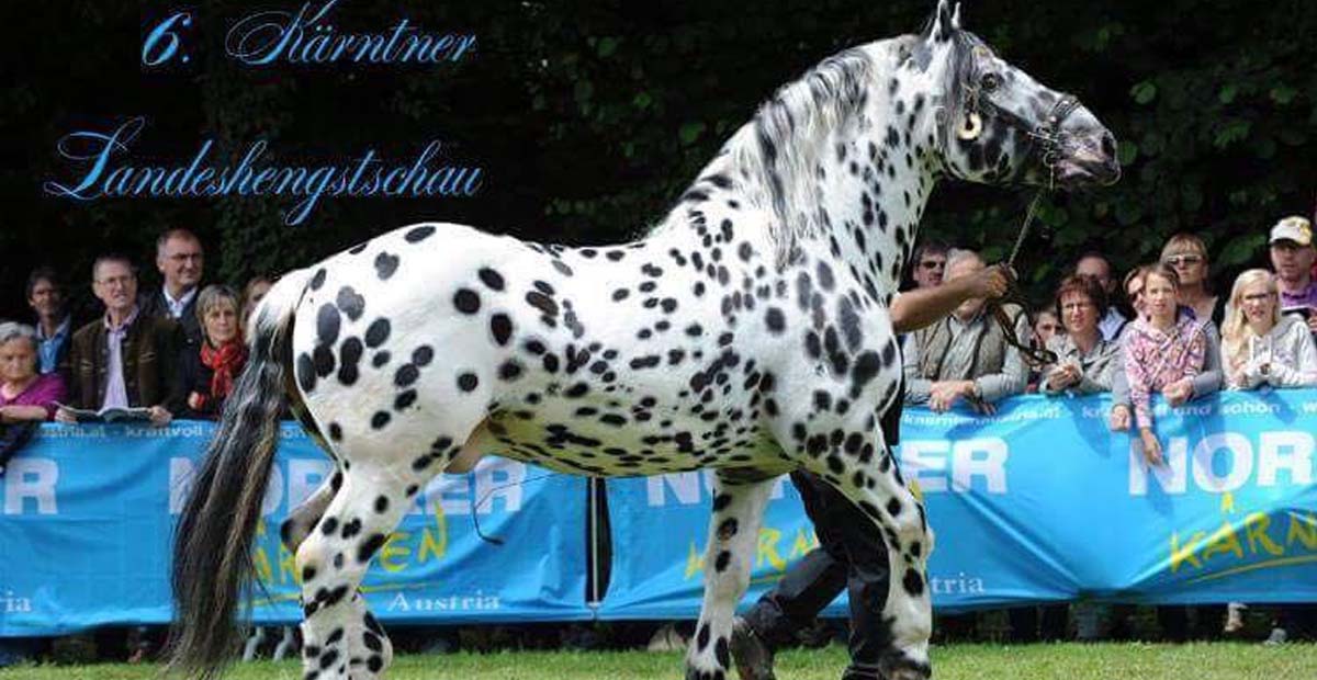 Noriker Stallion, Hoffeldhof Vulkan XVII