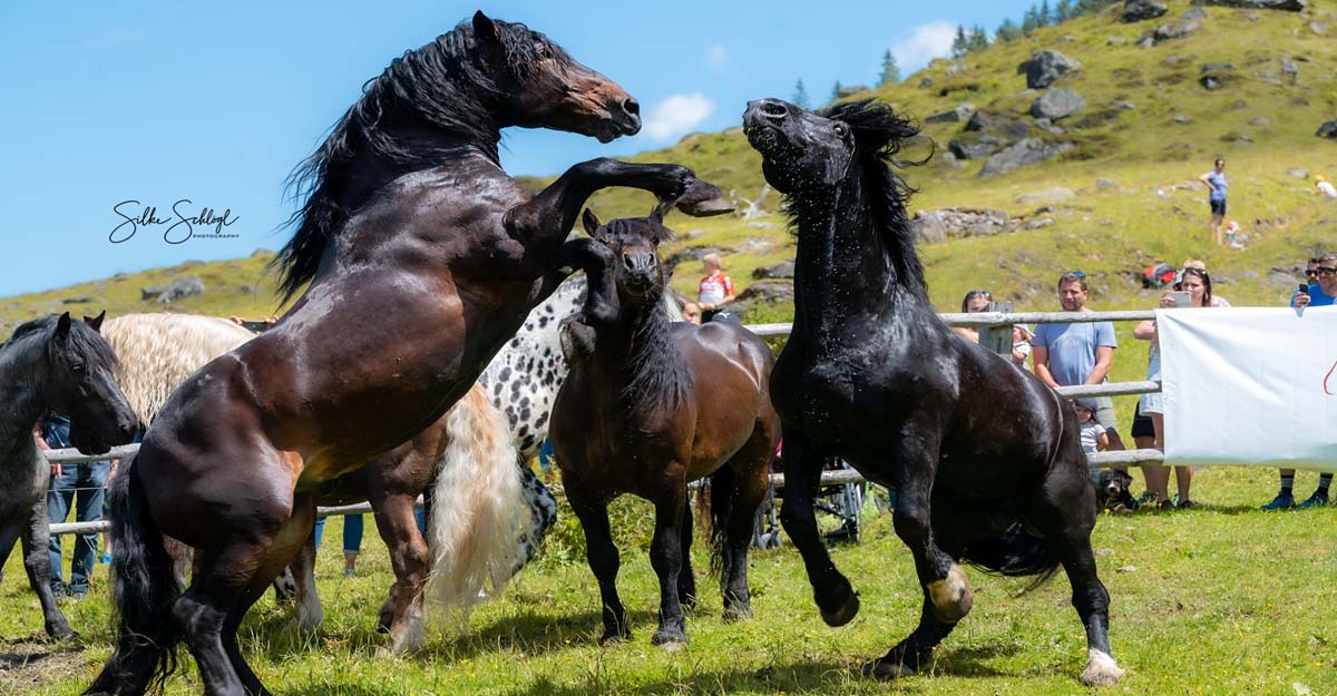 Noriker Stallion Drive, Kirchberg @Silke Schlogl