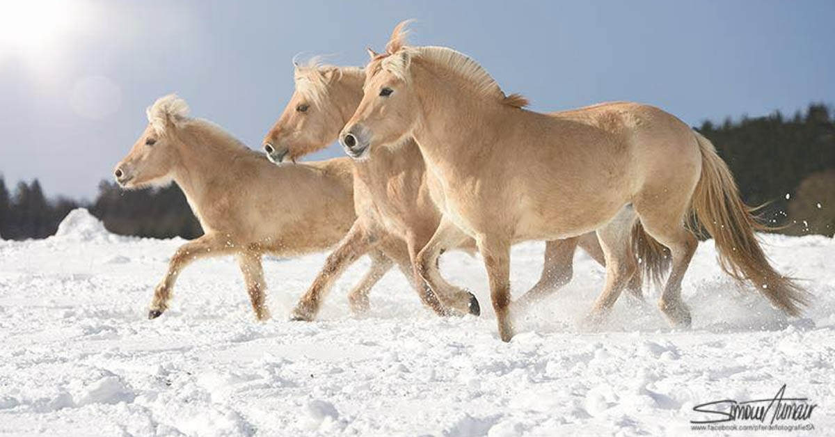 The Norwegian Fjord Horse - Life in Norway