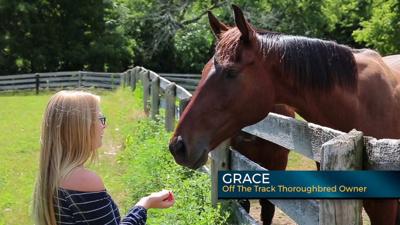 OTTB - Off The Track Thoroughbreds