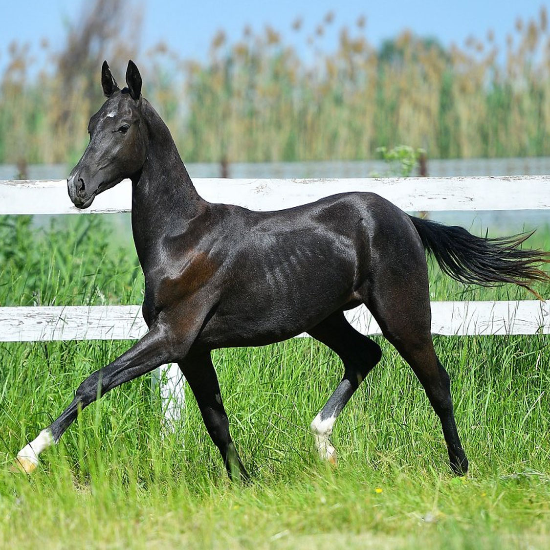 Odygay-Dacor - Akhal Teke Foal @Dacor Stud