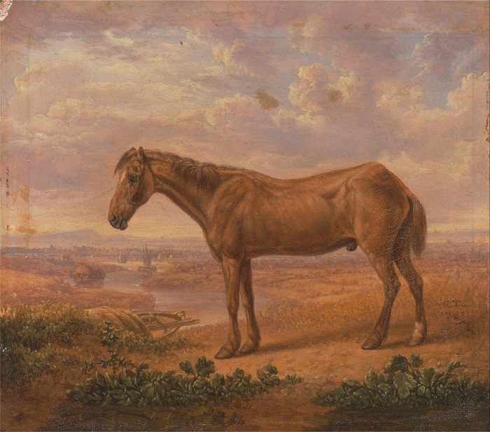 The Oldest Horse On Record