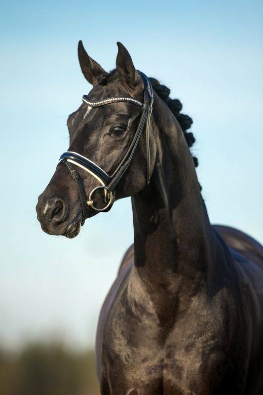 Oldenburg horses