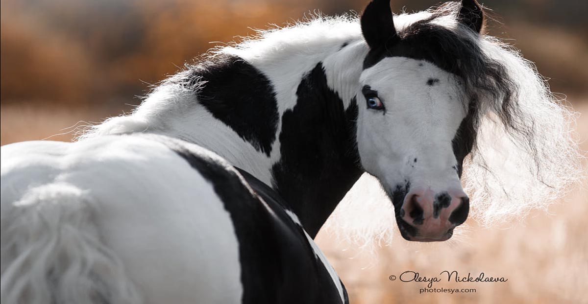Olesya Nickolaeva - Horse Photography