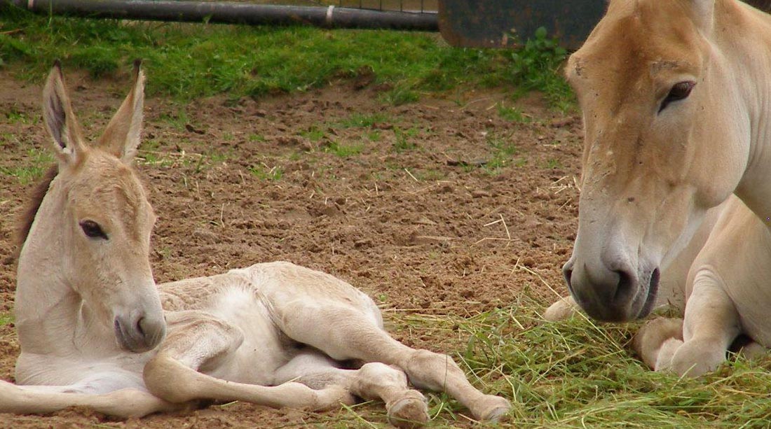 The Onager and Kiang - Equidae (Horses) family members you may not have seen before