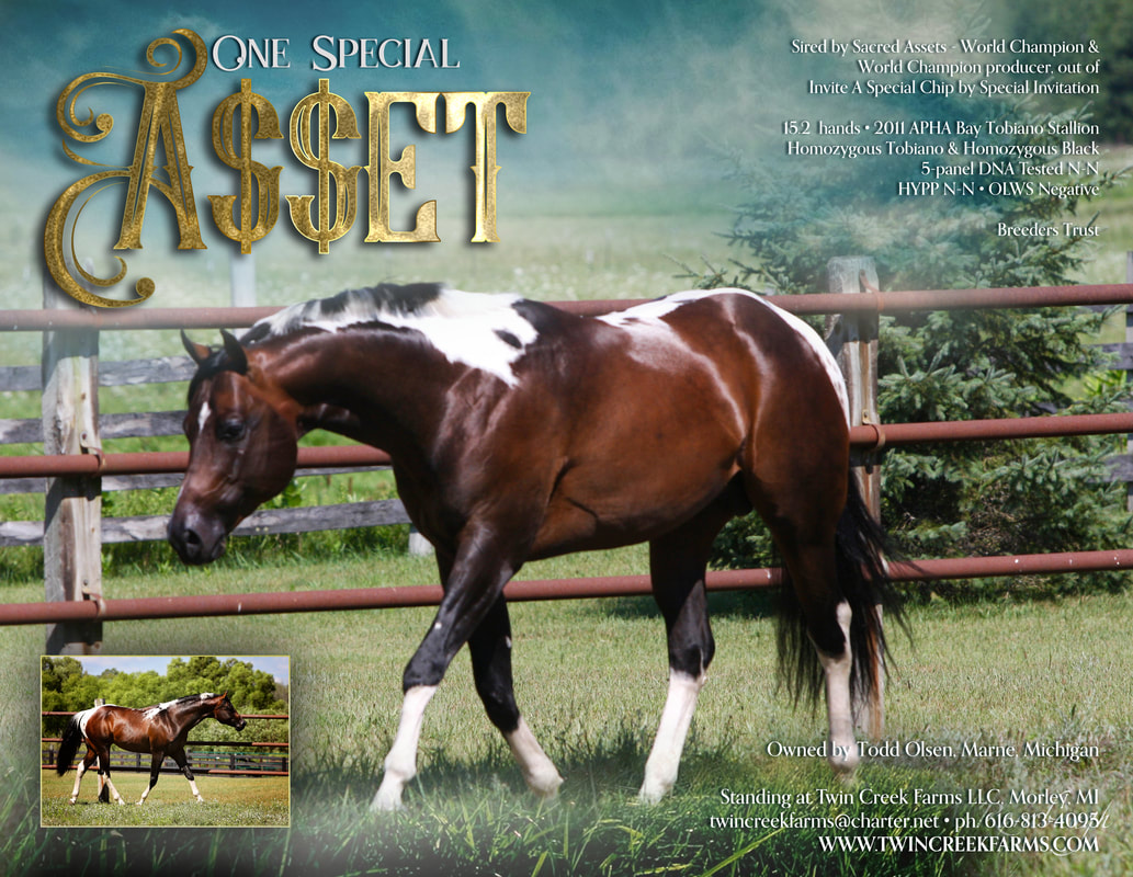 One Special Asset = AQHA Western Pleasure Stallions