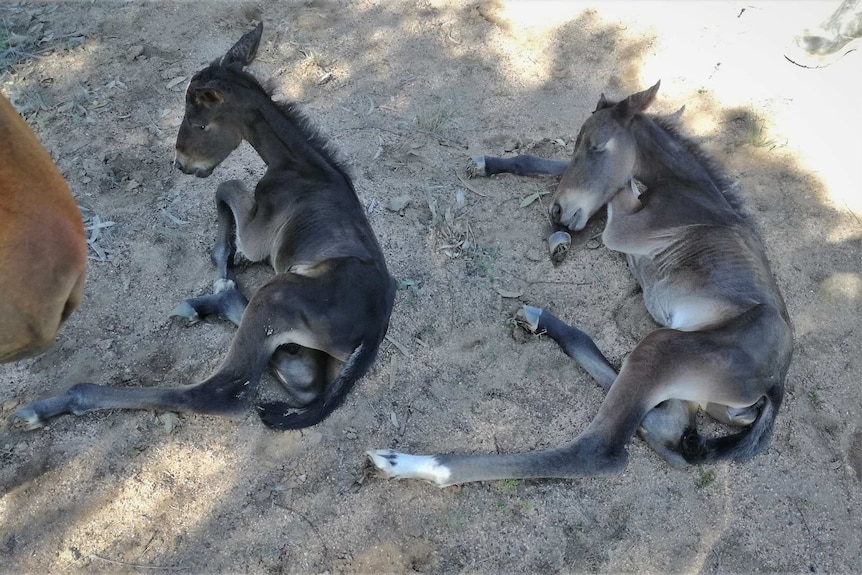 One-eyed mare defies the odds giving birth to live twin foals