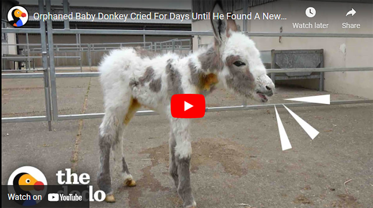 Orphaned Baby Donkey Cried For Days Until He Found A New Mom