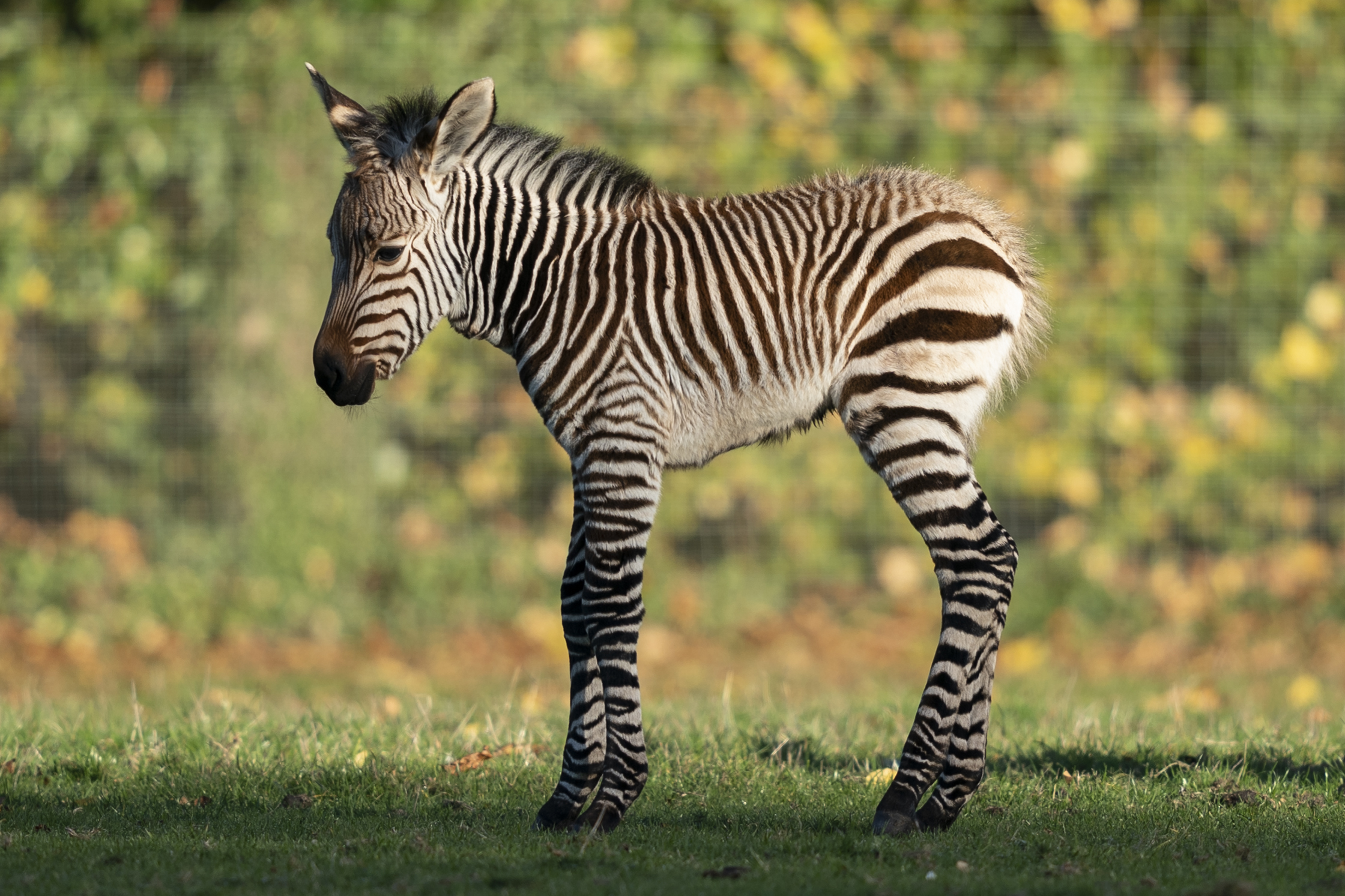 Herd Of Zebras Adopts Orphaned Baby