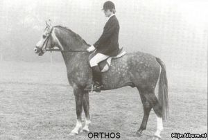 Orthos