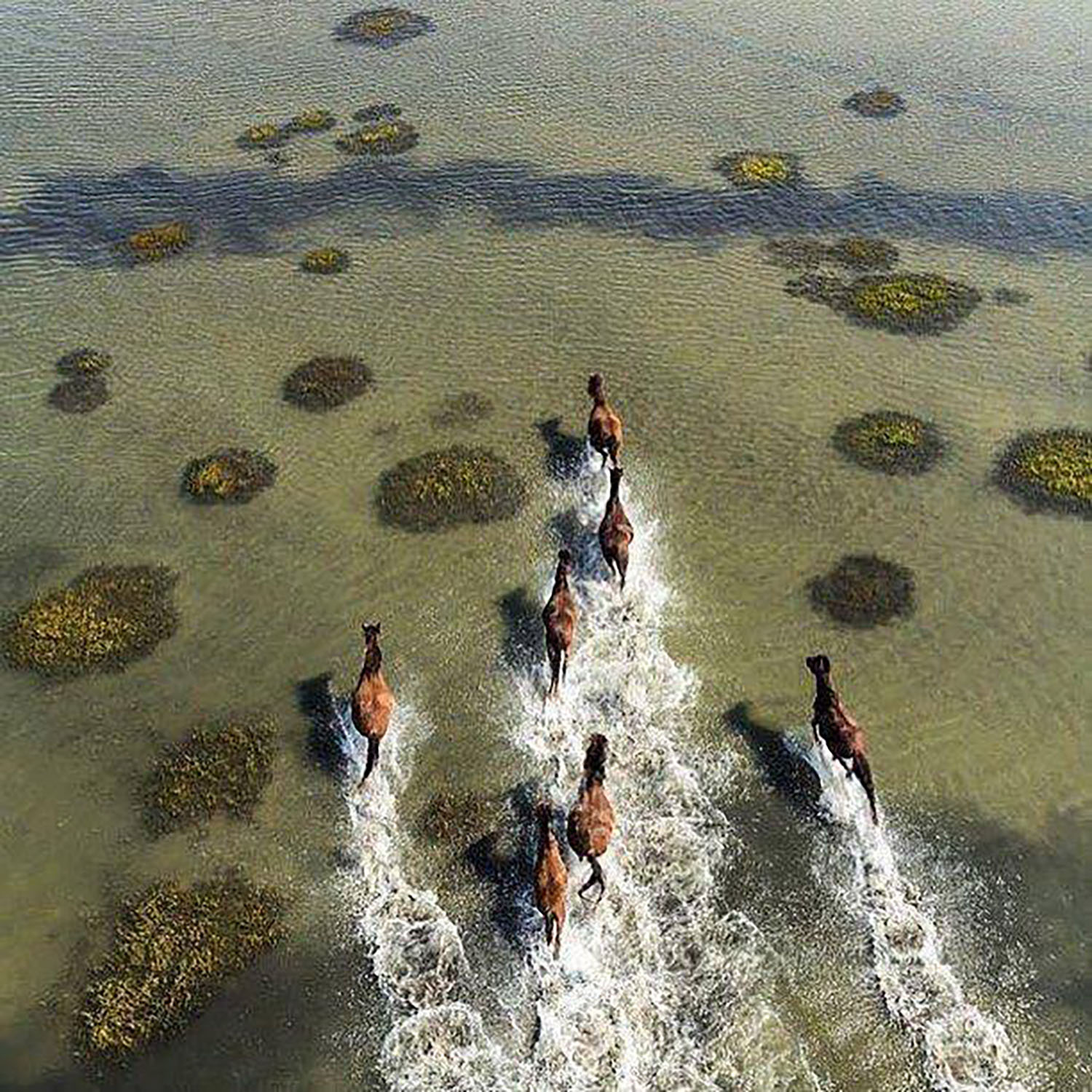 Outer Banks, North Carolina Wild Horses