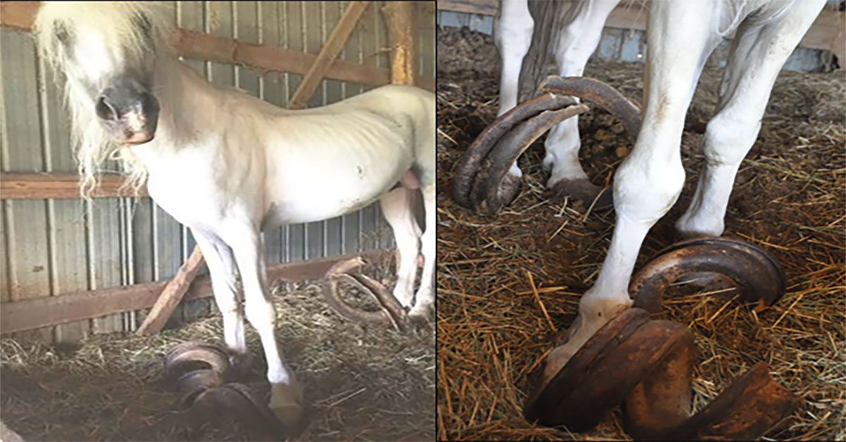 Rescue Horse With 30 Pound Overgrown Hooves Undergoes Emotional Transformation