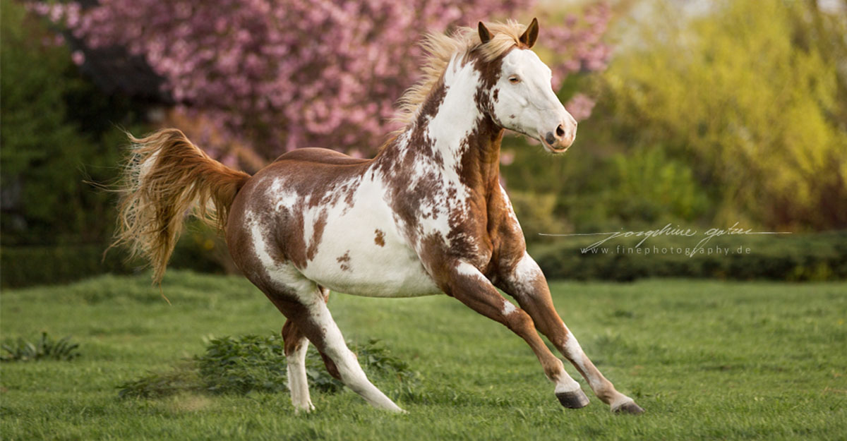 Cats Reba by Beel - Overo Paint Horse @Fine Photography, Germany