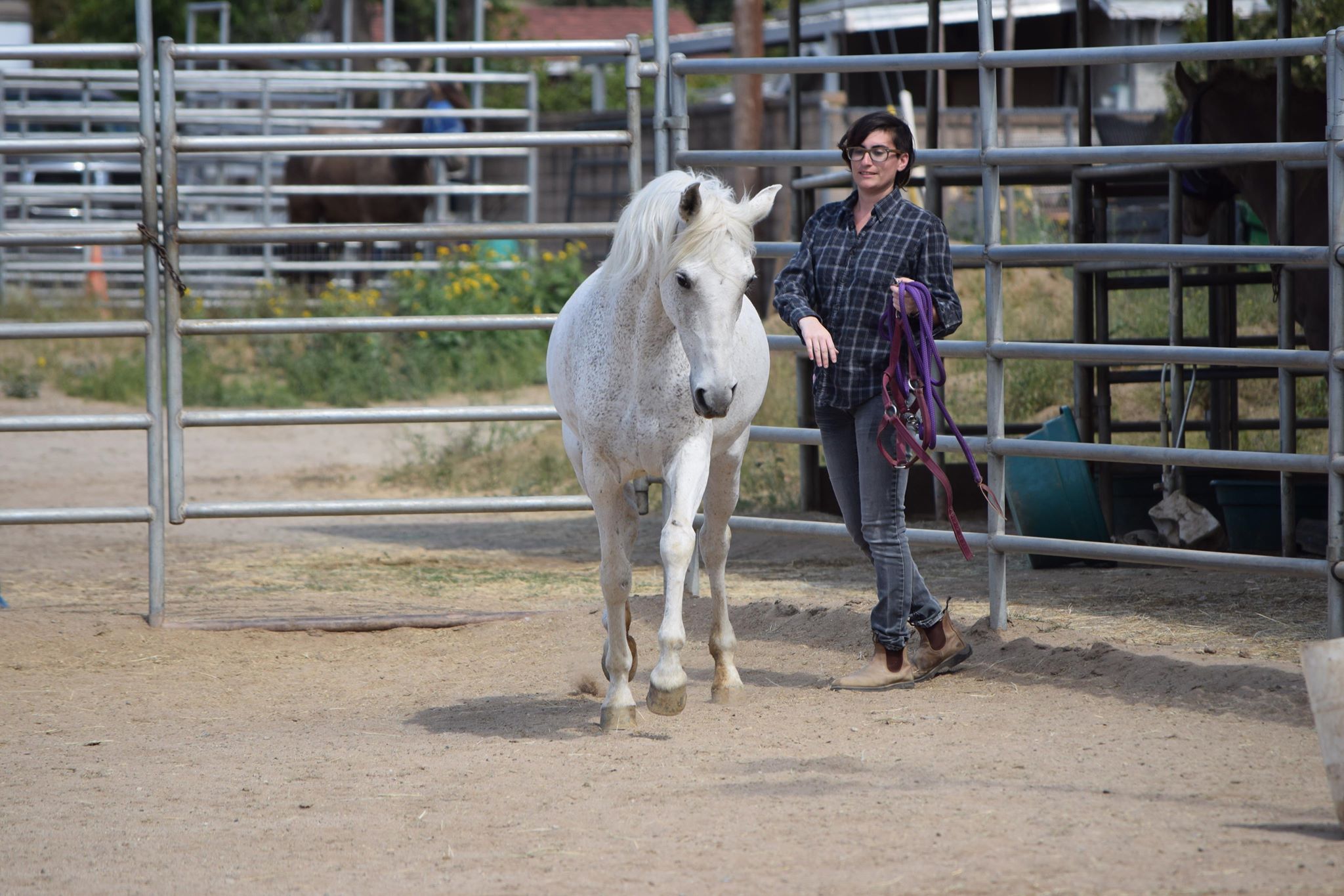 Rescue Horses