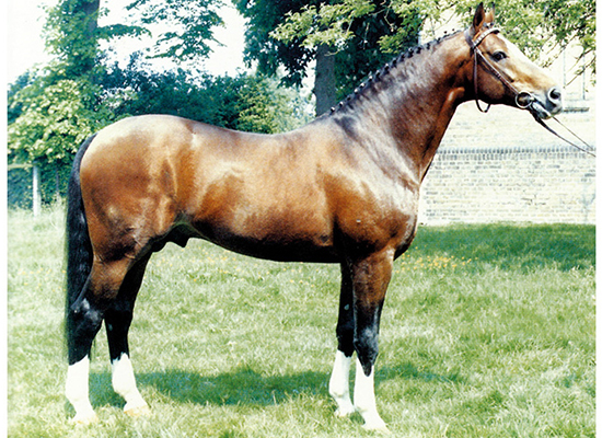 PILOT - Warmblood Stallion