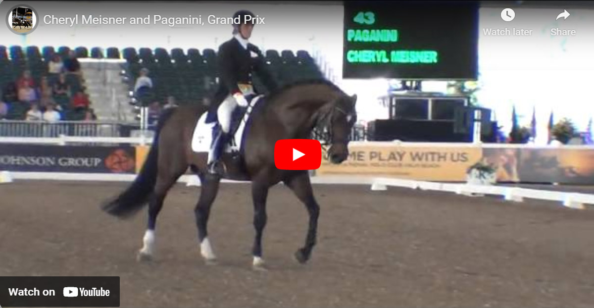 Paganini - Dressage Horse