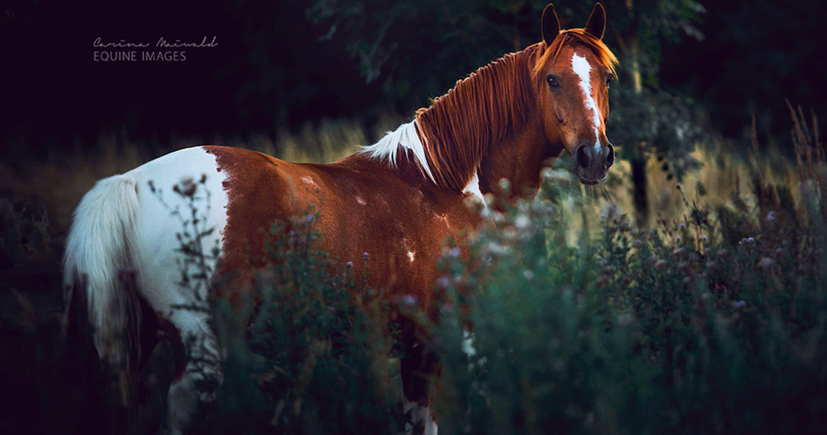 Difference Between a Paint and a Pinto Horse