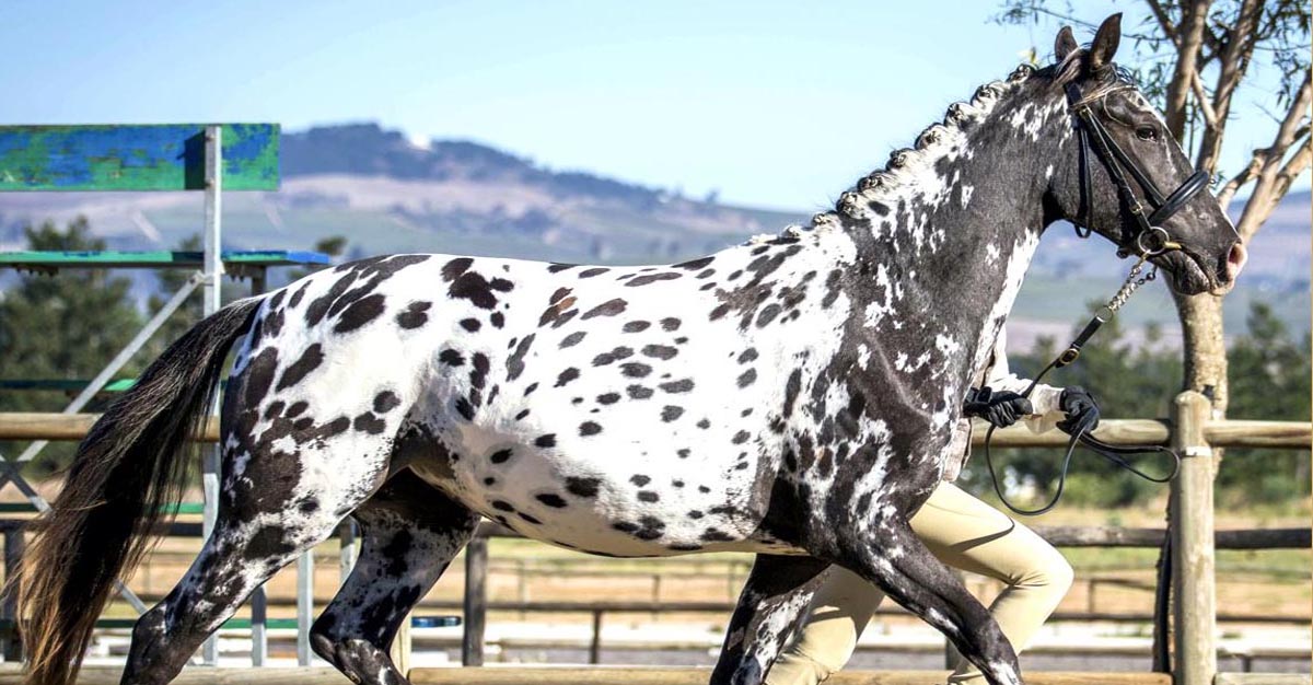 Painted Wap Meyers Watermark - Appaloosa Horse For Sale