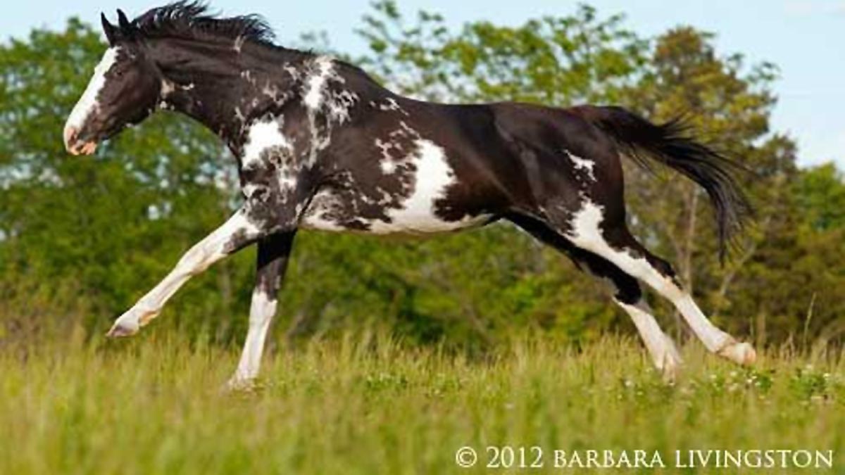 Painting Shadows - Black and White Overo Thoroughbred