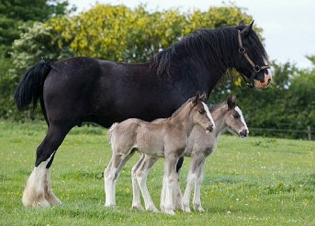Pair Of Identical Twin Shire Horse Foals Born