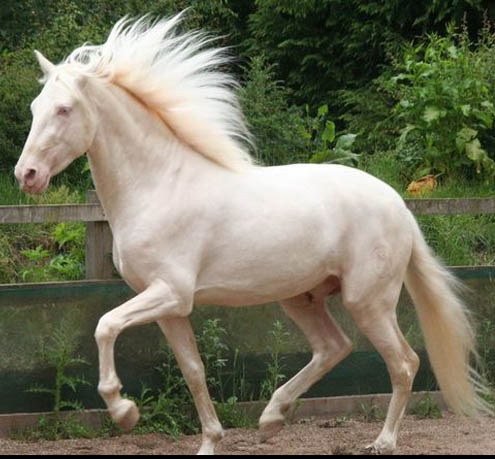 Mas Yaco - Palomino Andalusian Stallion