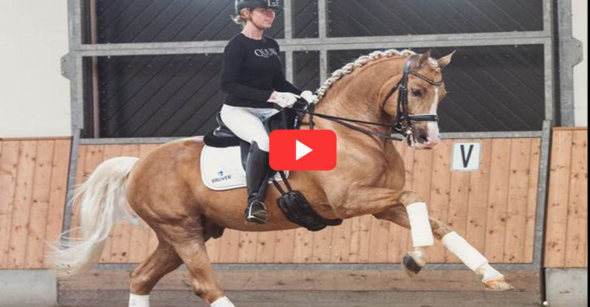 Palomino Dressage Stallion - Bosco (Benicio x Quaterback)