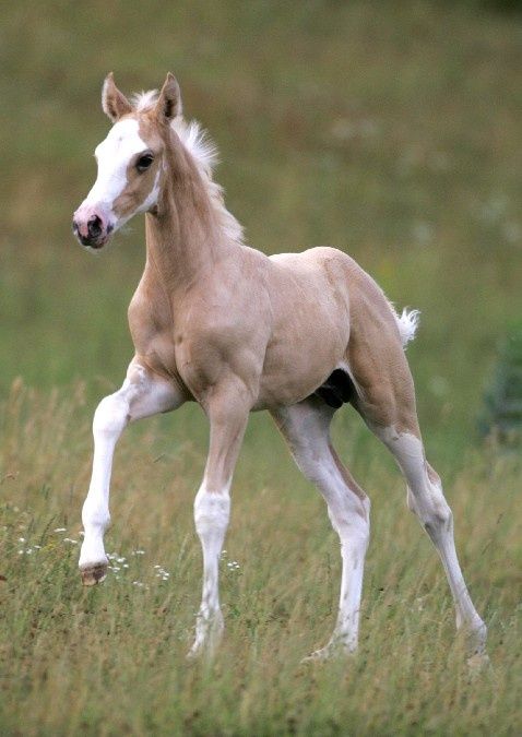 Palomino Horses