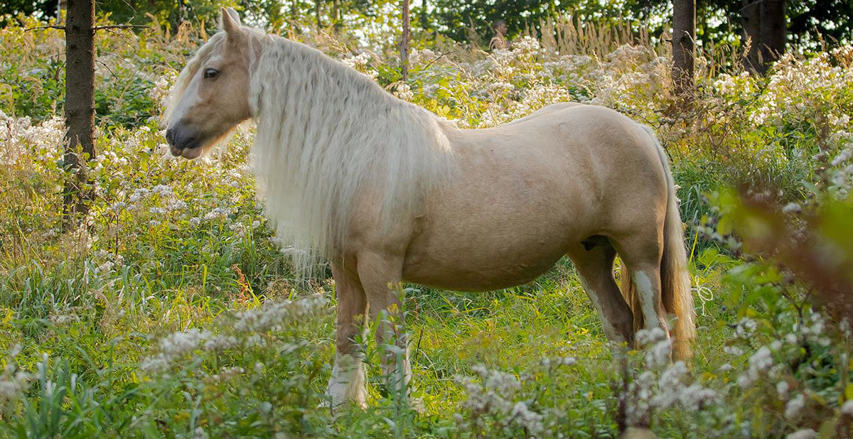 Coates Yellow Girl - Palomino Gypsy Cob Mare